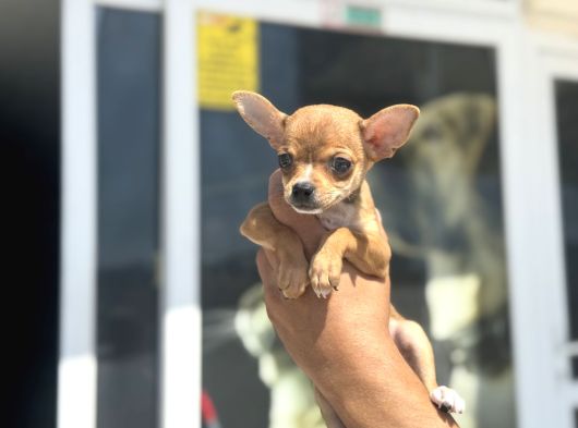 Ankarada Ziyarete Açık  Tea Cup Chihuahua