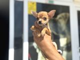 Ankarada Ziyarete Açık  Tea Cup Chihuahua