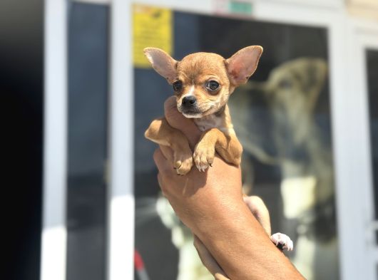 Ankarada Ziyarete Açık  Tea Cup Chihuahua görsel
