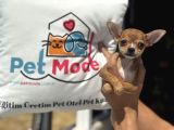 Ankarada Ziyarete Açık  Tea Cup Chihuahua