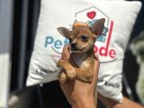 Ankarada Ziyarete Açık  Tea Cup Chihuahua
