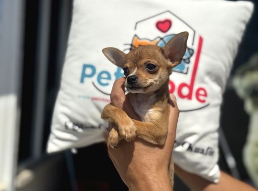 Ankarada Ziyarete Açık  Tea Cup Chihuahua görsel