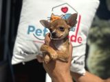 Ankarada Ziyarete Açık  Tea Cup Chihuahua