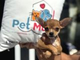 Ankarada Ziyarete Açık  Tea Cup Chihuahua