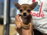 Ankarada Ziyarete Açık  Tea Cup Chihuahua
