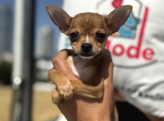 Ankarada Ziyarete Açık  Tea Cup Chihuahua görsel