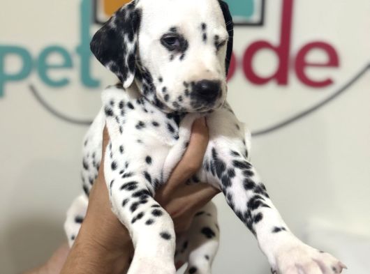 Petmode Köpek Çifrtliğinde Ziyarete Açık Dalmaçyalı görsel