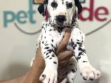 Petmode Köpek Çifrtliğinde ziyarete açık Dalmaçyalı