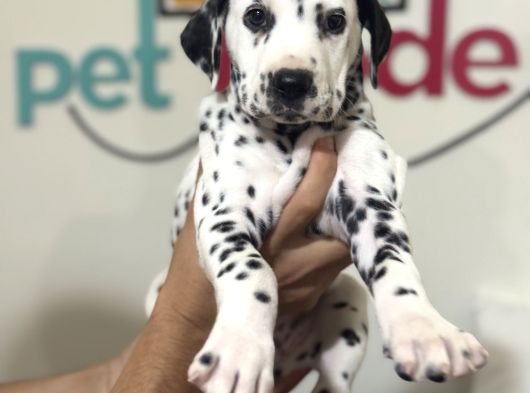 Petmode Köpek Çifrtliğinde Ziyarete Açık Dalmaçyalı