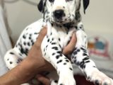 Petmode Köpek Çifrtliğinde Ziyarete Açık Dalmaçyalı