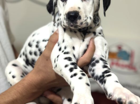 Petmode Köpek Çifrtliğinde Ziyarete Açık Dalmaçyalı görsel