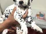 Petmode Köpek Çifrtliğinde Ziyarete Açık Dalmaçyalı