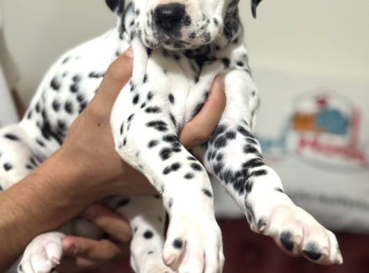 Petmode Köpek Çifrtliğinde Ziyarete Açık Dalmaçyalı görsel