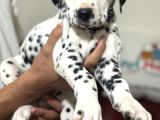 Petmode Köpek Çifrtliğinde Ziyarete Açık Dalmaçyalı