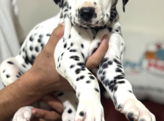 Petmode Köpek Çifrtliğinde Ziyarete Açık Dalmaçyalı görsel