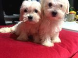 Maltes Terrier Orjinal Miniboy