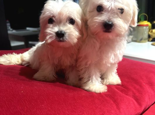 Maltes Terrier Orjinal Miniboy görsel