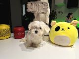 Maltes Terrier Orjinal Miniboy