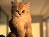 Petmode Den ziyarete açık golden Brirish shorthair