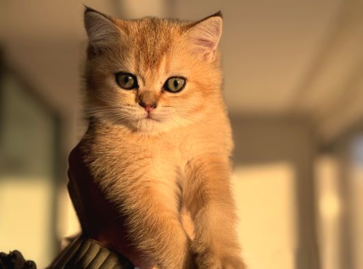 Petmode Den Ziyarete Açık Golden Brirish Shorthair