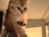 Petmode Den Ziyarete Açık Golden Brirish Shorthair