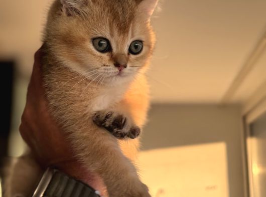 Petmode Den Ziyarete Açık Golden Brirish Shorthair görsel