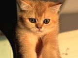 Petmode Den Ziyarete Açık Golden Brirish Shorthair