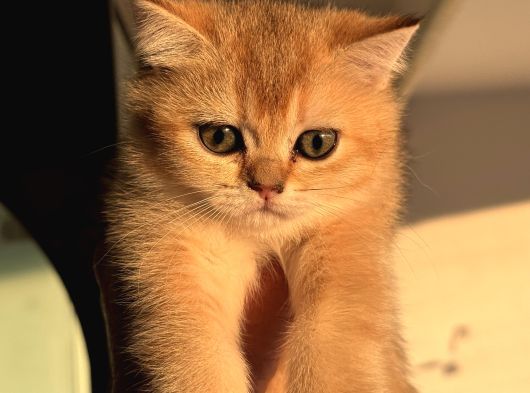 Petmode Den Ziyarete Açık Golden Brirish Shorthair görsel