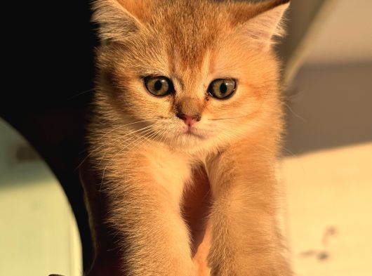 Petmode Den Ziyarete Açık Golden Brirish Shorthair görsel