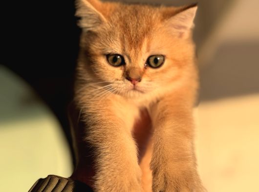 Petmode Den Ziyarete Açık Golden Brirish Shorthair görsel