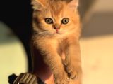 Petmode Den Ziyarete Açık Golden Brirish Shorthair