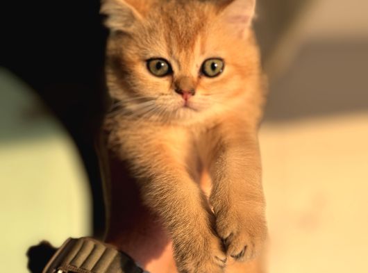 Petmode Den Ziyarete Açık Golden Brirish Shorthair görsel
