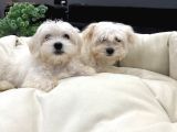 Maltes Terrier Orjinal Miniboy