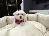 Maltes terrier orjinal miniboy