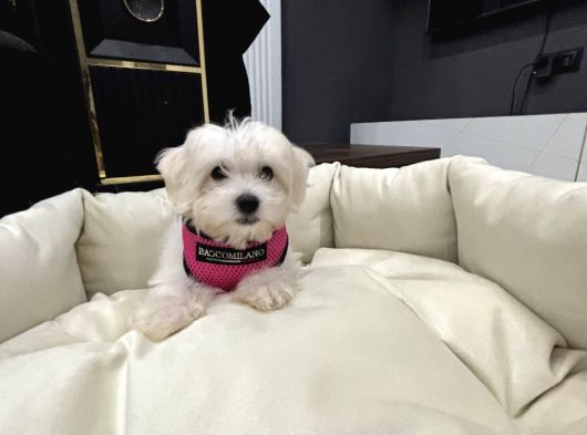 Maltes Terrier Orjinal Miniboy