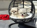 Petmode Köpek Çifrtliğinden Tea Cup Kore Maltese