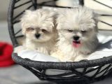 Petmode Köpek Çifrtliğinden Tea Cup Kore Maltese