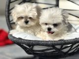 Petmode Köpek Çifrtliğinden Tea Cup Kore Maltese