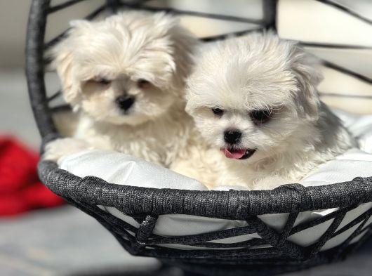 Petmode Köpek Çifrtliğinden Tea Cup Kore Maltese görsel