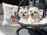 Petmode Köpek Çifrtliğinden Tea Cup kore maltese
