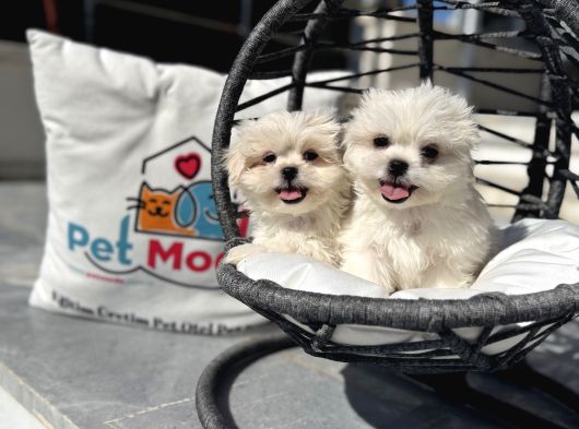 Petmode Köpek Çifrtliğinden Tea Cup Kore Maltese