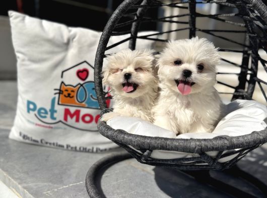 Petmode Köpek Çifrtliğinden Tea Cup Kore Maltese görsel