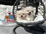Petmode Köpek Çifrtliğinden Tea Cup Kore Maltese