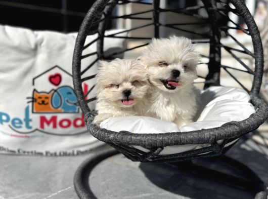 Petmode Köpek Çifrtliğinden Tea Cup Kore Maltese görsel