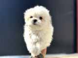 Petmode Köpek Çifrtliğinden Tea Cup Kore Maltese