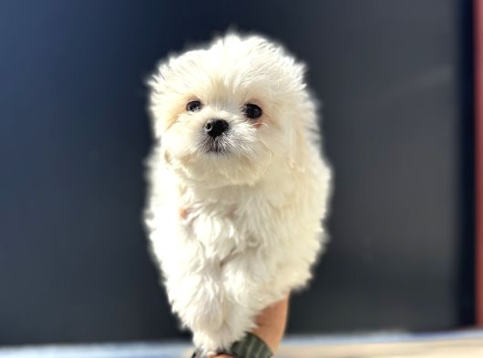 Petmode Köpek Çifrtliğinden Tea Cup Kore Maltese görsel