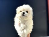 Petmode Köpek Çifrtliğinden Tea Cup Kore Maltese