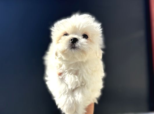Petmode Köpek Çifrtliğinden Tea Cup Kore Maltese görsel