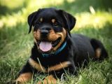 A kalite dişi erkek rottweiler yavrularımız