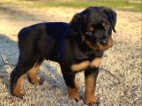 A Kalite Dişi Erkek Rottweiler Yavrularımız